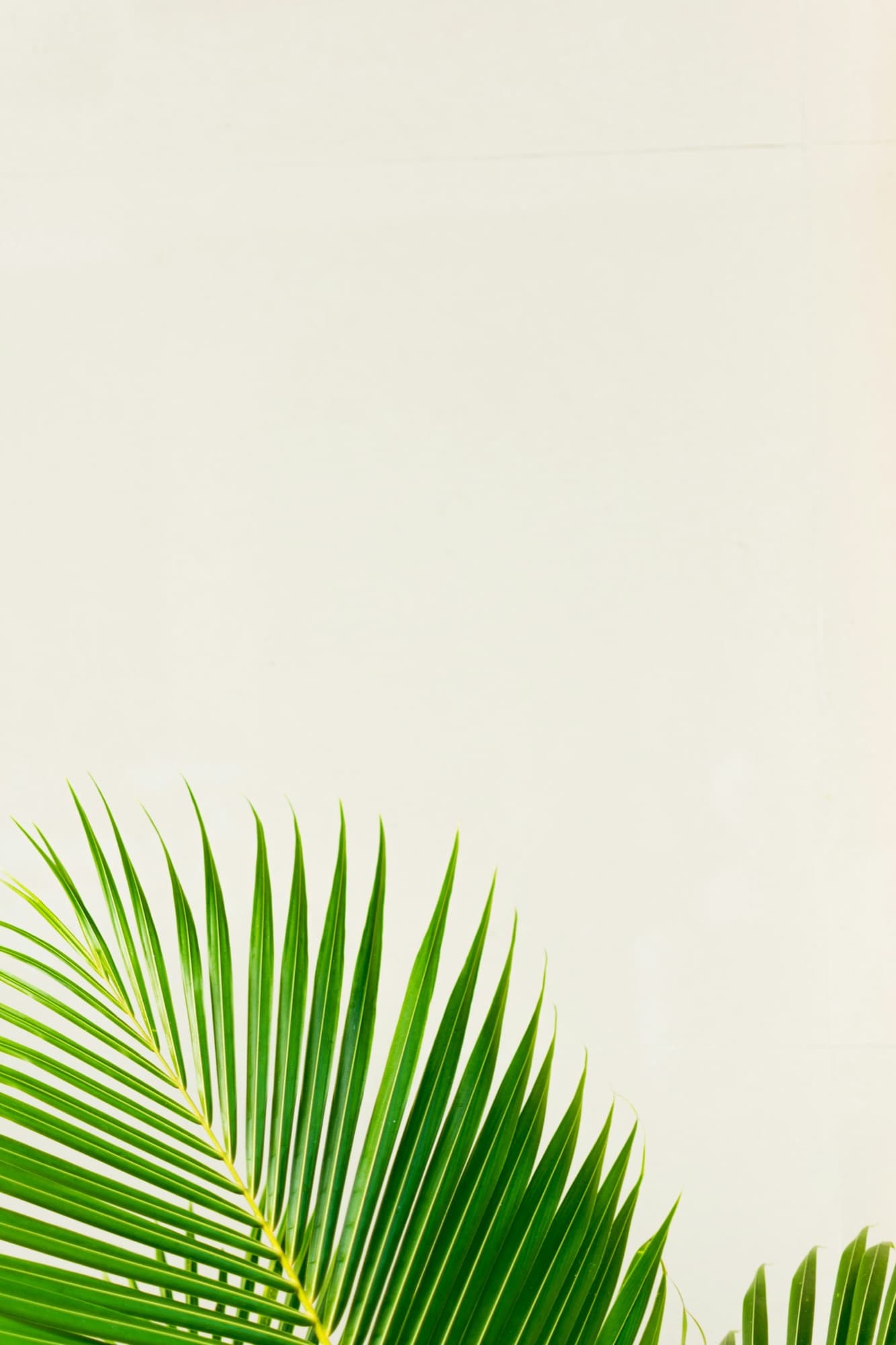 Example save the date for Jade and Tom in Costa Rica